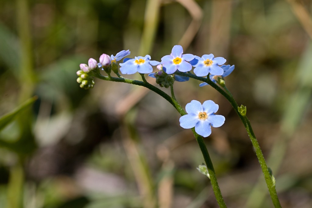 voornes duin tenellaplas Quackjeswater natuur natuurgebied natuurmonumenten hdr duinen Zuid Hollands landschap polder bossen natuurreservaat Natura 2000